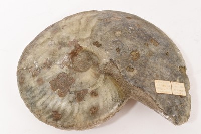 Lot 903 - Large ammonite specimen - Cardioceras