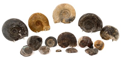 Lot 906 - Good collection of specimen ammonites, including some with collector's labels, the largest 14cm wide