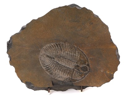 Lot 912 - Good specimen trilobite - Ogygiocarella debuchii