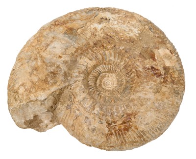 Lot 910 - Good specimen ammonite, 20cm wide