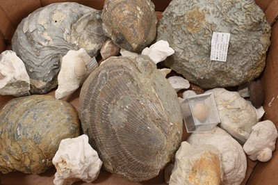Lot 905 - Fossil brain coral - Halysites catenularius