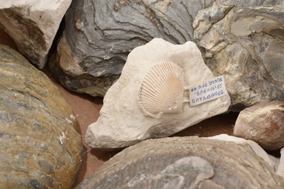 Lot 905 - Fossil brain coral - Halysites catenularius