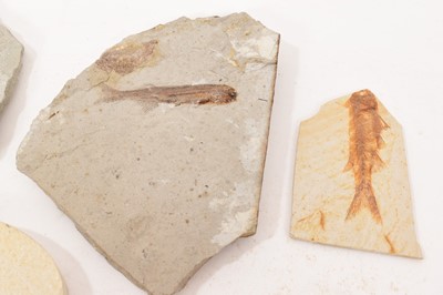 Lot 911 - Specimen fossil fish