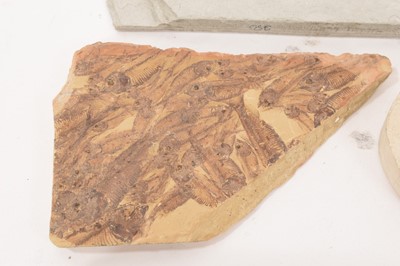 Lot 911 - Specimen fossil fish