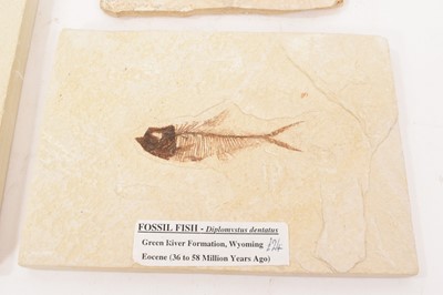 Lot 911 - Specimen fossil fish