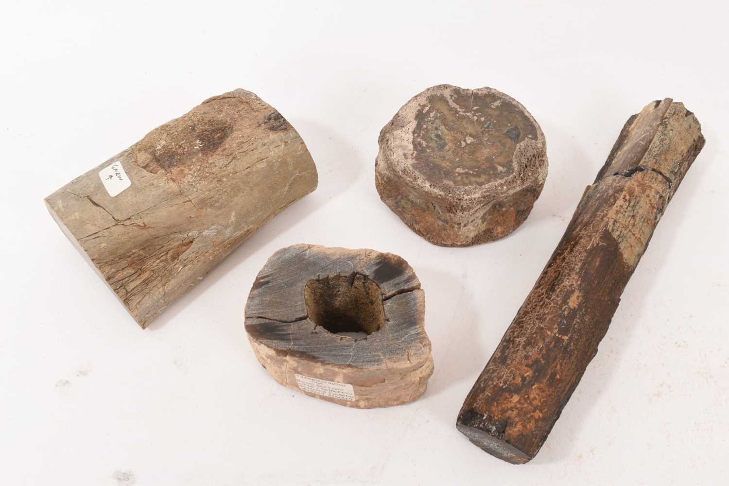 Lot 913 - Tyrannosaurus Rex bone cross section, labelled Huxley, Alberta, 7.5cm wide, others