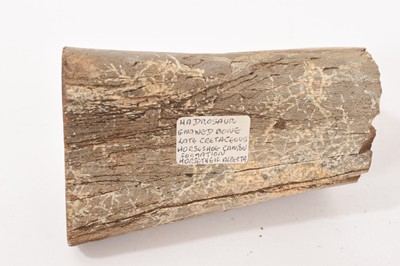 Lot 913 - Tyrannosaurus Rex bone cross section, labelled Huxley, Alberta, 7.5cm wide, others