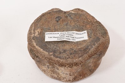 Lot 913 - Tyrannosaurus Rex bone cross section, labelled Huxley, Alberta, 7.5cm wide, others