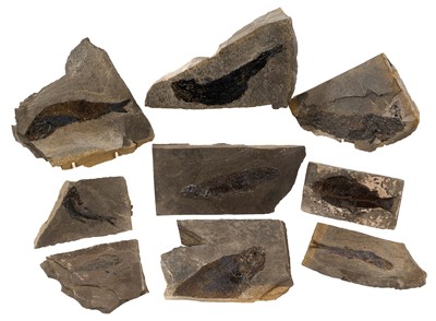 Lot 917 - Good collection of fossil fish specimens in slate