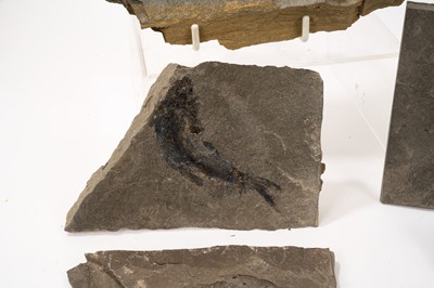 Lot 917 - Good collection of fossil fish specimens in slate