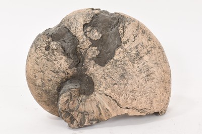 Lot 914 - Good specimen ammonite - Tragophylloceras, 20cm wide