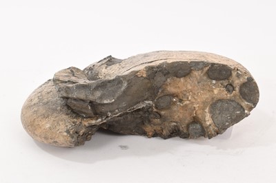 Lot 914 - Good specimen ammonite - Tragophylloceras, 20cm wide
