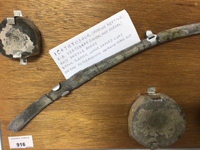 Lot 916 - Icthyosaur specimen, comprising rib, vetebrae and paddle bones