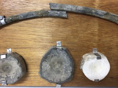 Lot 916 - Icthyosaur specimen, comprising rib, vetebrae and paddle bones