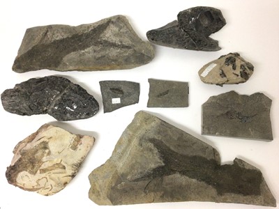 Lot 918 - Fossil fish specimens in nodules, including a Brazilian specimen, 19cm long and others