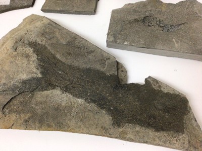 Lot 918 - Fossil fish specimens in nodules, including a Brazilian specimen, 19cm long and others