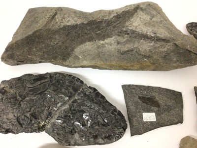 Lot 918 - Fossil fish specimens in nodules, including a Brazilian specimen, 19cm long and others
