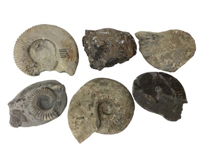 Lot 919 - Group of specimen ammonites, the largest catalogued in pen, from Pinhay Bay, Dorset, 15.5cm wide
