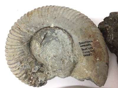 Lot 919 - Group of specimen ammonites, the largest catalogued in pen, from Pinhay Bay, Dorset, 15.5cm wide