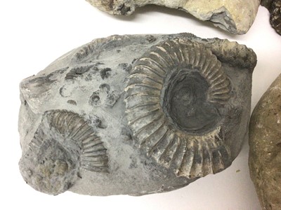 Lot 919 - Group of specimen ammonites, the largest catalogued in pen, from Pinhay Bay, Dorset, 15.5cm wide