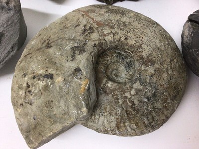 Lot 919 - Group of specimen ammonites, the largest catalogued in pen, from Pinhay Bay, Dorset, 15.5cm wide