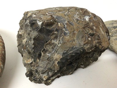 Lot 919 - Group of specimen ammonites, the largest catalogued in pen, from Pinhay Bay, Dorset, 15.5cm wide