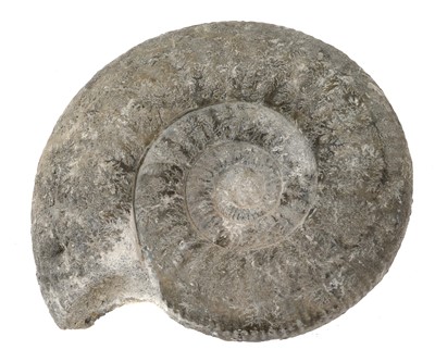 Lot 920 - Good specimen ammonite, 20cm wide