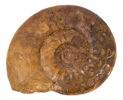 Lot 925 - Good specimen ammonite - Propanulaites, collector's label