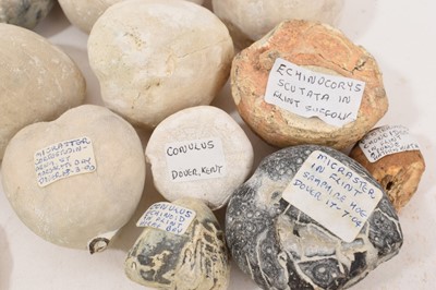 Lot 921 - Collection of fossil sea urchins