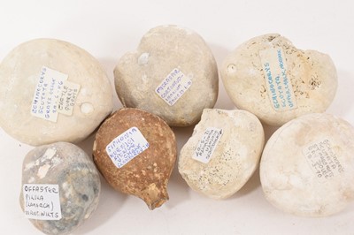 Lot 921 - Collection of fossil sea urchins