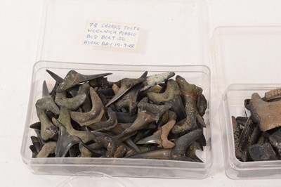 Lot 922 - Very large quantity of fossil shark teeth and crinoids, and similar