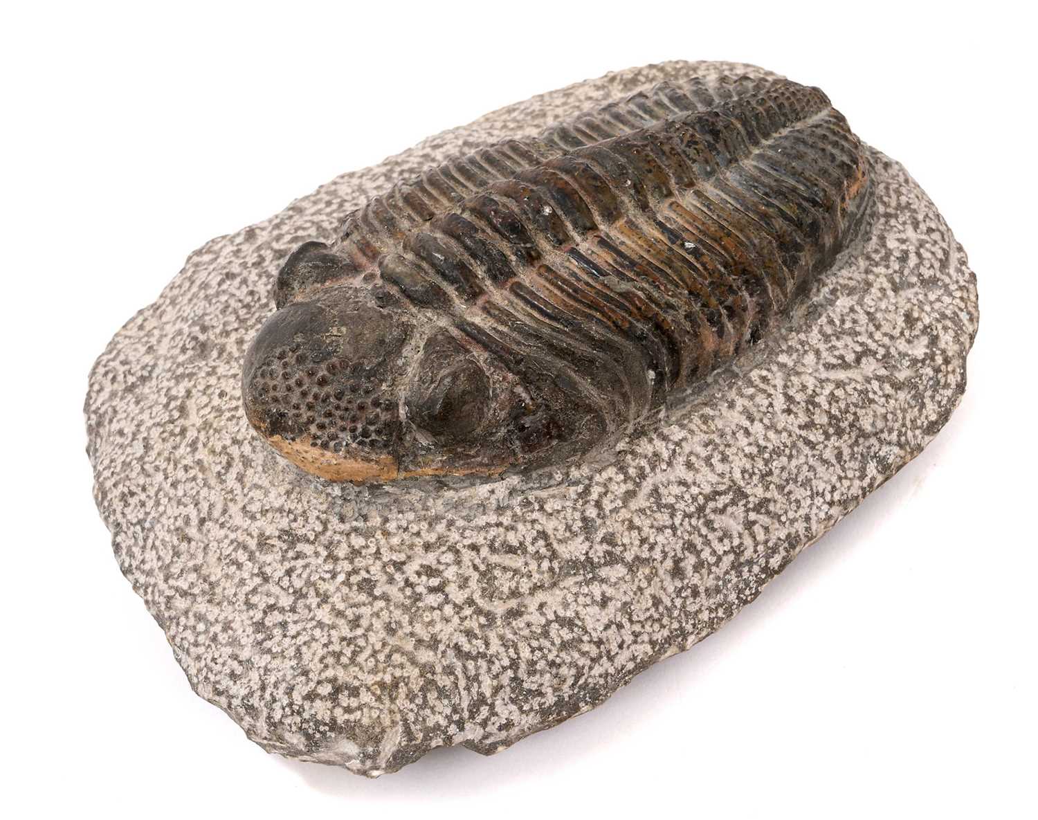 Lot 923 - Large trilobite specimen, the trilobite 12.5cm long