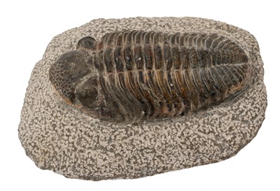 Lot 923 - Large trilobite specimen, the trilobite 12.5cm long