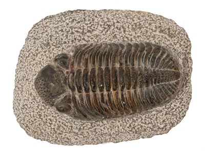 Lot 923 - Large trilobite specimen, the trilobite 12.5cm long