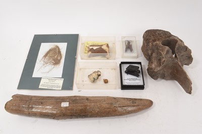 Lot 926 - Miscellaneous fossil specimens including hippopotamus tusk, 40cm long, others