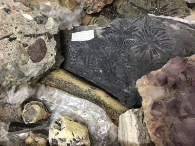 Lot 927 - Geological and fossil specimens including a large annularia specimen 33cm long, various others