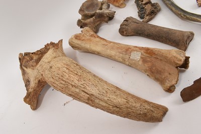 Lot 929 - Ice age fossils, including cave bear jaw, others