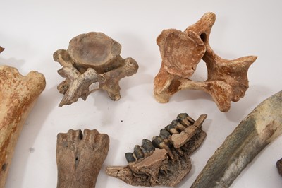 Lot 929 - Ice age fossils, including cave bear jaw, others