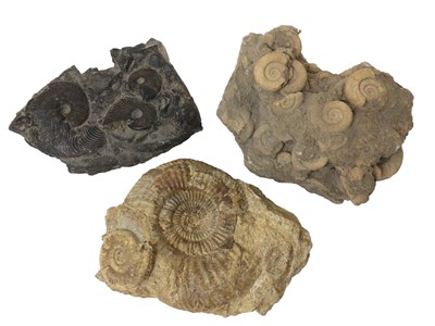 Lot 930 - Three good ammonite cluster group