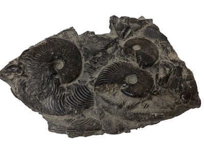 Lot 930 - Three good ammonite cluster group