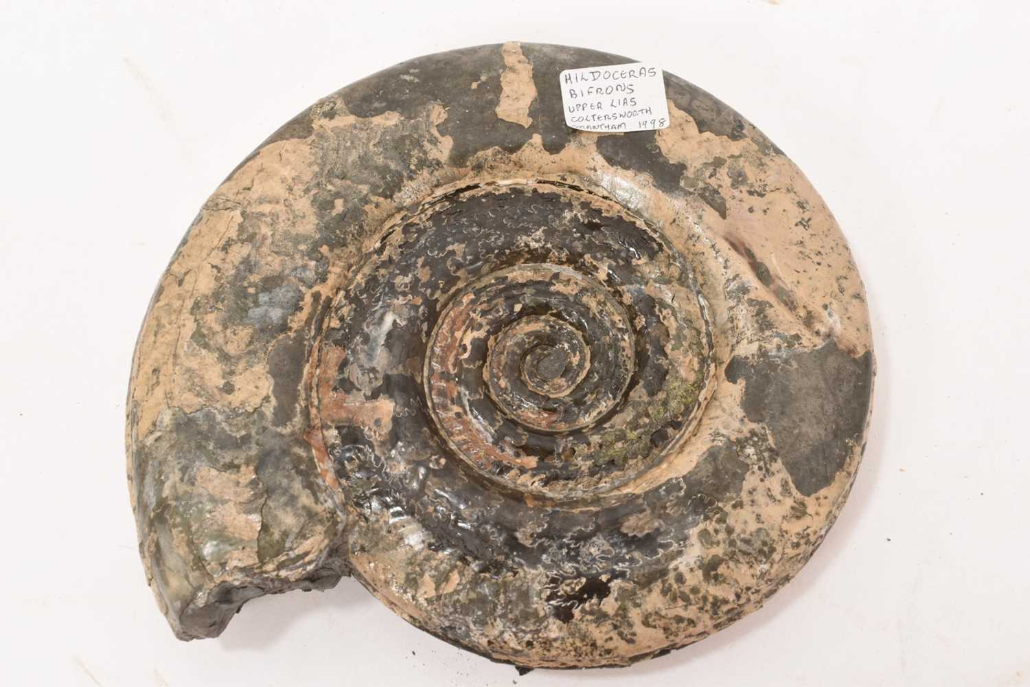 Lot 931 - Good specimen ammonite - Hildoceras Bifrons