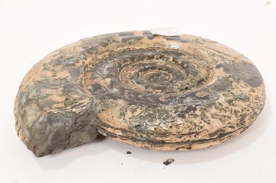 Lot 931 - Good specimen ammonite - Hildoceras Bifrons