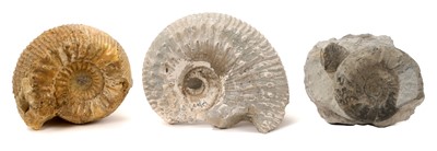 Lot 932 - Three good specimen ammonite fossils, the largest 16cm wide