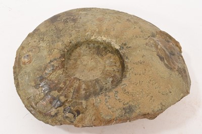 Lot 933 - Large ammonite specimen, 25cm wide