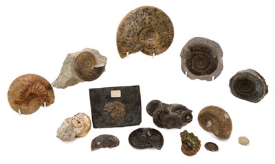 Lot 934 - Good collection of specimen ammonites, U.K. Europe and Americas, the largest 13cm wide