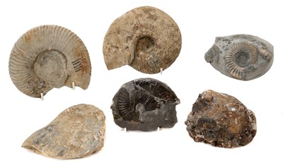 Lot 934 - Good collection of specimen ammonites, U.K. Europe and Americas, the largest 13cm wide