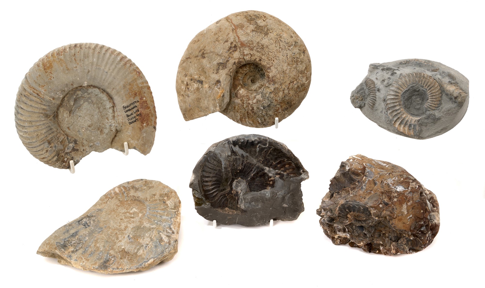 Lot 934 - Good collection of specimen ammonites, U.K.