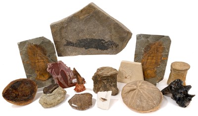 Lot 935 - Collection of fossils, including trilobites, starfish, fossil fish, 19cm long, mastodon teeth, crocodile vertebrae, various other specimens