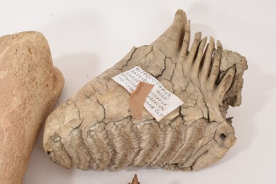 Lot 937 - Ice age specimens including Tibia of a bison, Hippopotamus vertebra, with label stating from Thetford, Norfolk, large Hippopotamus tooth from Shropham, Norfolk and other specimens
