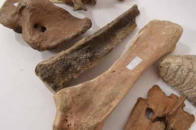 Lot 937 - Ice age specimens including Tibia of a bison, Hippopotamus vertebra, with label stating from Thetford, Norfolk, large Hippopotamus tooth from Shropham, Norfolk and other specimens